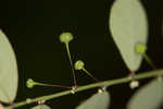 Muscarene Island leaf-flower